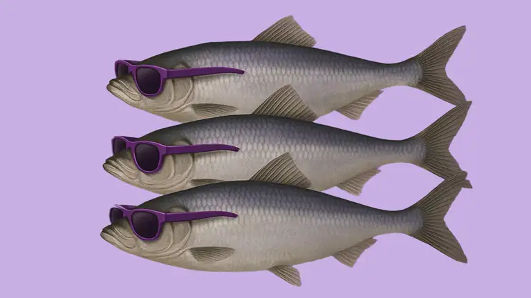 Sild med solbriller
