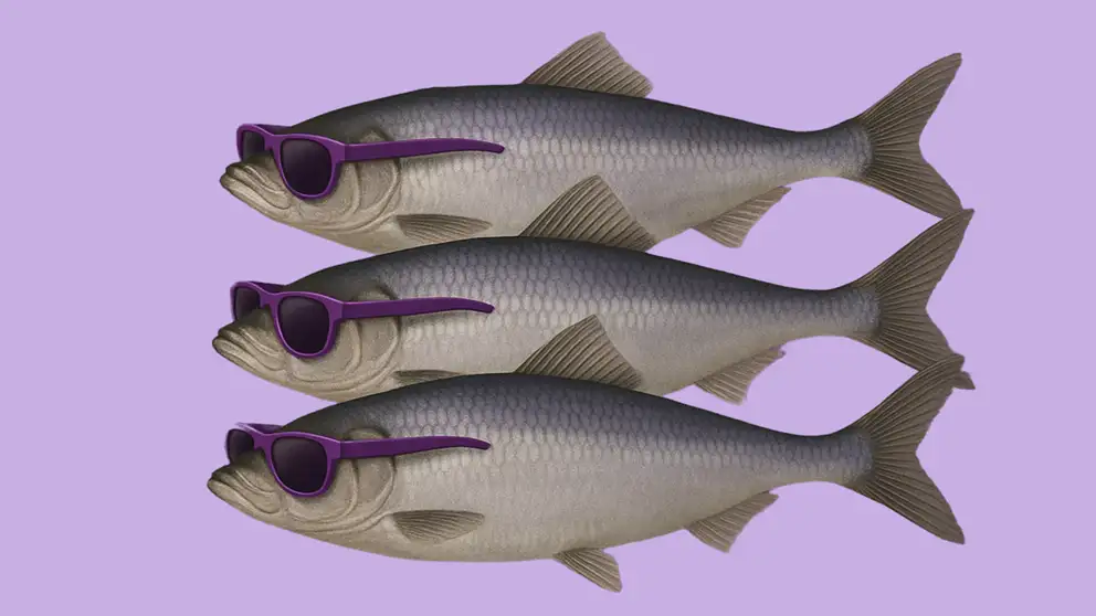 Sild med solbriller